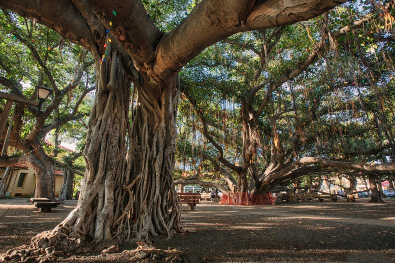 Banyan Tree Lahaina